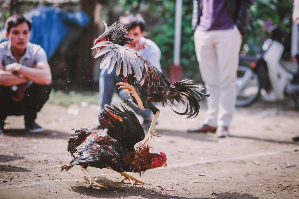 การชนไก่ Betflix